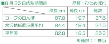 8月25日成熟期調査