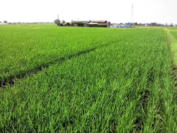http://www.ucoop.or.jp/shouhin/shoku_shokuryo/sanchi/files/150703tanbo.jpg