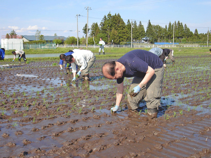 http://www.ucoop.or.jp/shouhin/shoku_shokuryo/sanchi/files/20110523taue.gif