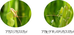 http://www.ucoop.or.jp/shouhin/shoku_shokuryo/sanchi/files/20110906%25EF%25BD%258D10.jpg