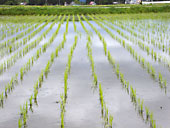 田植えの後