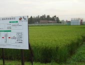 岩手県内で育つ 茶美豚 飼料用米1