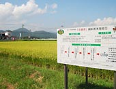 岩手県内で育つ 茶美豚 飼料用米