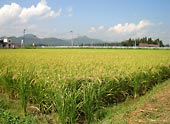 岩手の生育状況