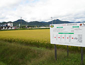 田圃の稲