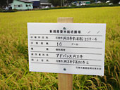 圃場には新規需要米圃場を示す看板