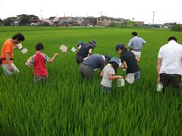 親子で田んぼに入って調査しました