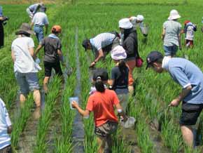 伊勢原米作って食べちゃう会　第２回