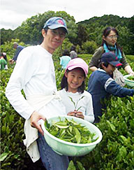 茶畑で茶つみ体験の様子