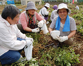 落花生とサツマイモ掘りの収穫体験の様子