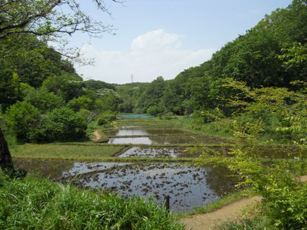 舞岡公園で春から初夏の花と生きものさがし