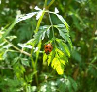 舞岡公園で春から初夏の花と生きものさがし