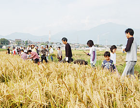 伊勢原米作って食べちゃう会