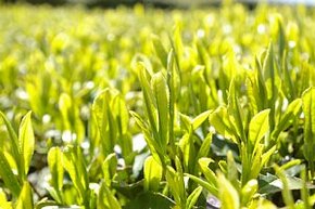 袋井茶産地の茶畑