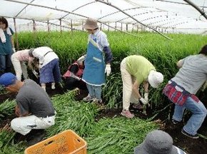 葉しょうがの収穫体験(静岡市)