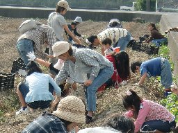 土を掻き分け芋を掘ります