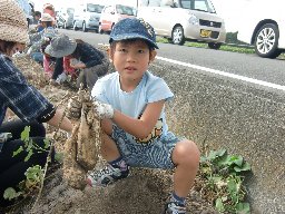 大きな芋が取れたよ