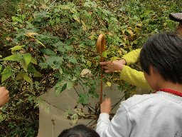 自然薯の実”むかご”を採っています