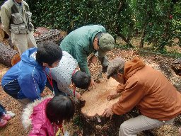 松の切り株で年輪を観察