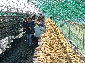 芋切干し作業体験を神子農園（御前崎市）で行いました。