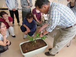 苗植えの実演