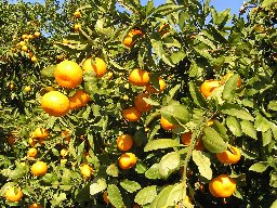 091121mikan02.jpg