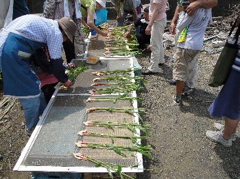 葉しょうがをきれいに洗って束ねます