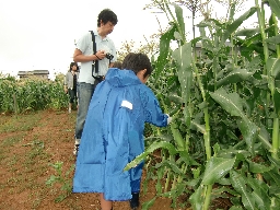 とうもろこしの収穫体験(浜松市)