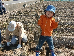 大きなサツマイモを収穫しました。やった！