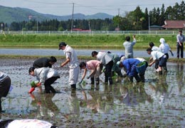 飼料用米の田植えを実施