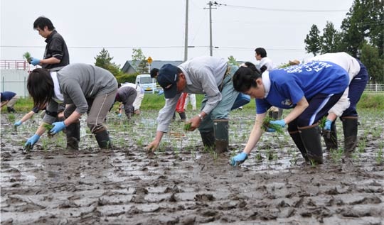 田植えに挑戦する職員達