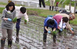 初めての田植えに悪戦苦闘中の職員たち