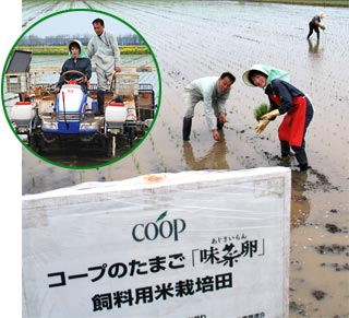 卵のバイヤーが田植え体験