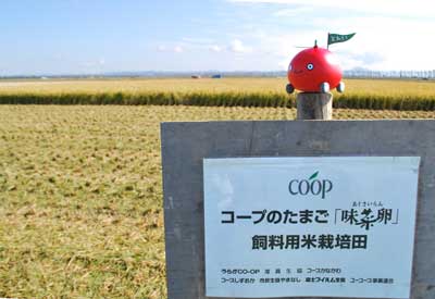 味菜卵用の飼料用米の栽培圃場