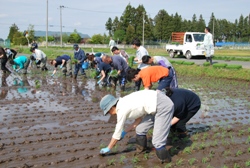 田植えの様子