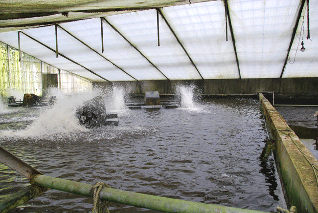 池の水に酸素を供給します