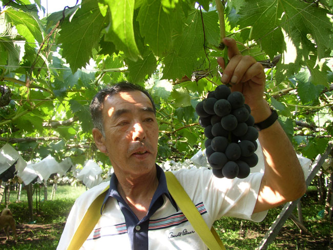 中村果実グループ代表・中村善男さん