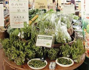 試験販売を開始した新小平方茶豆（しんこひらがたちゃまめ）