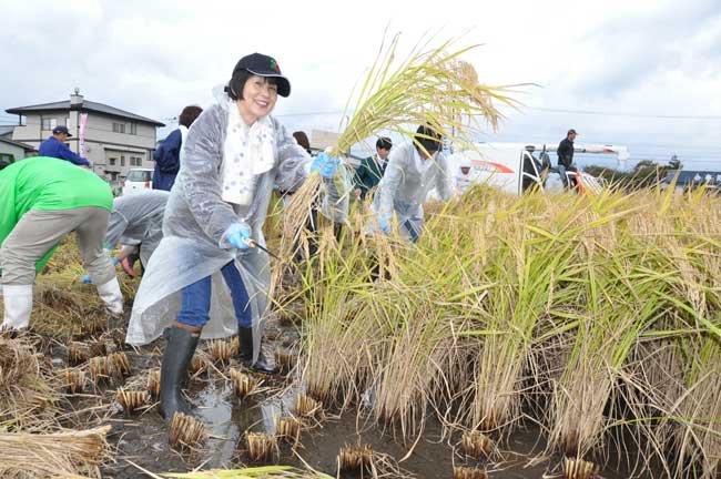 雨の中、元気に稲を手で刈り取りました