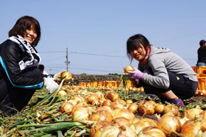 玉ねぎの収穫作業。想像以上に大変です。