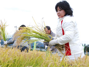 コープの組合員も慣れない手つきで、飼料用米の稲刈りに挑戦！