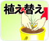 植え替え＆すくすく成長中～