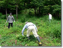 雑草を刈り取っているようす