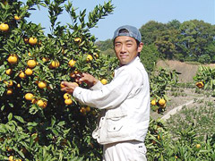 今が食べごろのみかんを、一つ一つ手で摘み取り