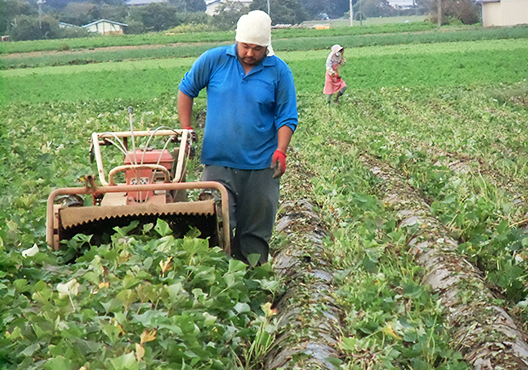 やわらか干し芋 紅はるか 平切り 野菜 果物 ユーコープセレクション 生活協同組合ユーコープ