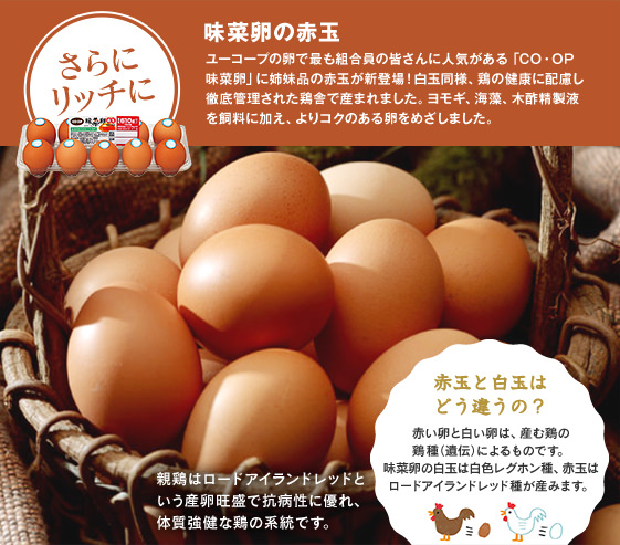 さらにリッチに 味菜卵の赤玉 ユーコープの卵で最も組合員の皆さんに人気がある「CO・OP味菜卵」に姉妹品の赤玉が新登場!白玉同様、鶏の健康に配慮し徹底管理された鶏舎で産まれました。ヨモギ、海藻、木酢精製液を飼料に加え、よりコクのある卵をめざしました。親鶏はロードアイランドレッドという産卵旺盛で抗病性に優れ、体質強健な鶏の系統です。赤玉と白玉はどう違うの?赤い卵と白い卵は、産む鶏の鶏種(遺伝)によるものです。味菜卵の白玉は白色レグホン種、赤玉はロードアイランドレッド種が産みます。
